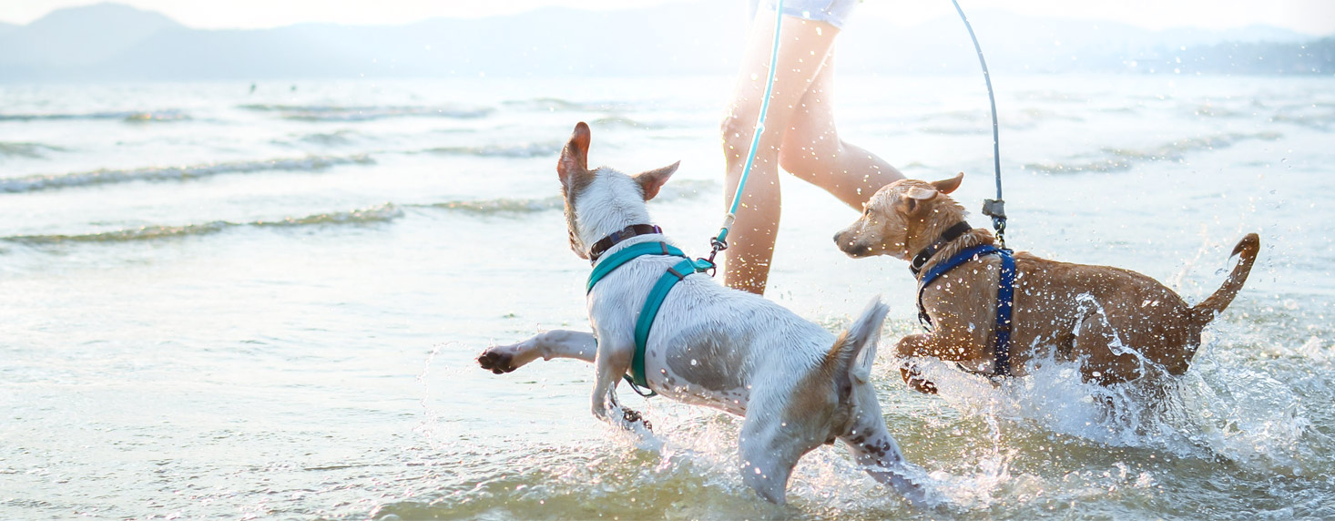 Affordable Dog Food Ireland Premium Dog Food Ireland Connolly’s Red