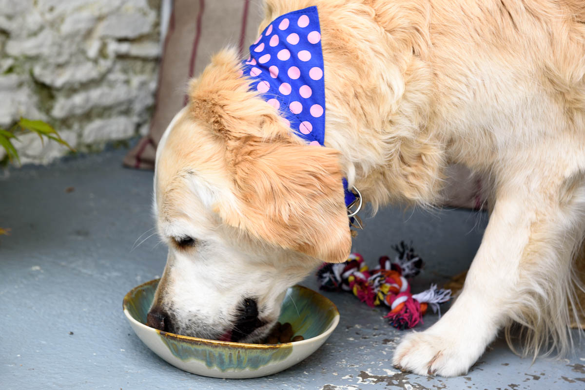 Are Sweet Potatoes Good for My Dog? - Connolly's Pet