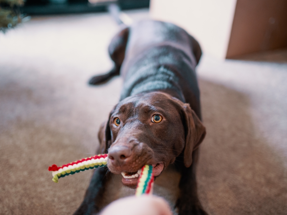 is it ok for dogs to play rough with each other