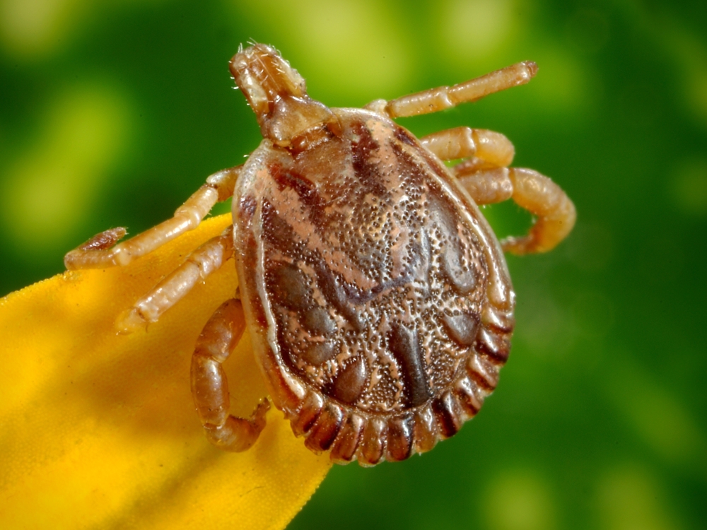 How to Safely Remove a Tick from Your Dog Connolly's Pet